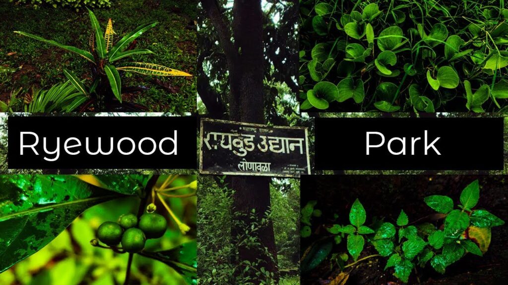 राईवुड पार्क Raiwood Park In Hindi