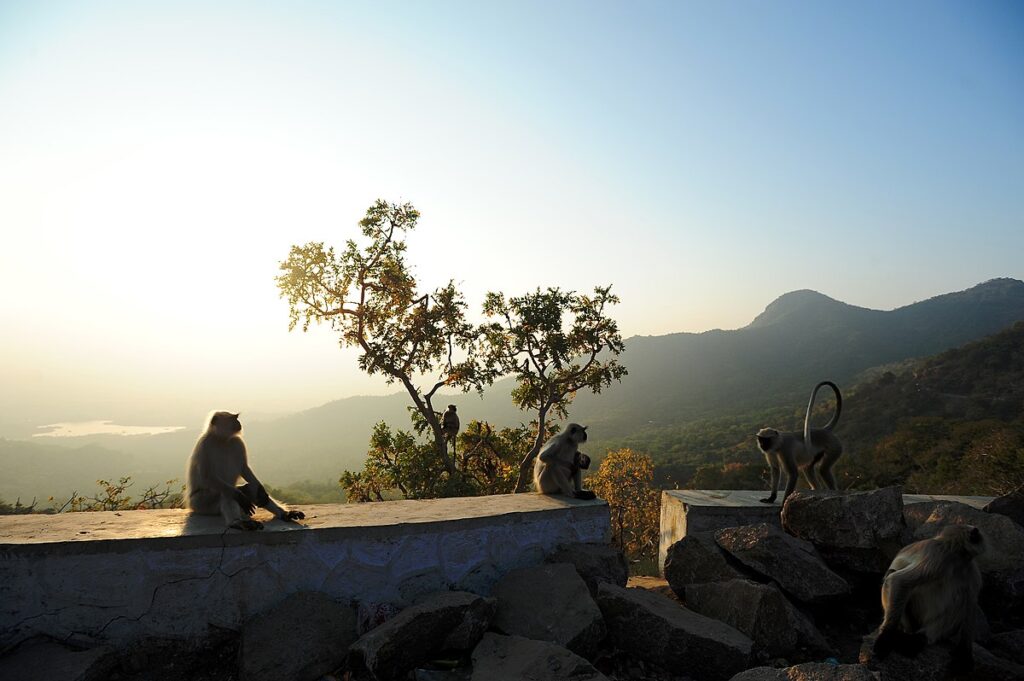 Mount Abu Wildlife Santuary In Hindi